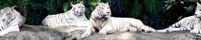 Скинали — Белые тигры