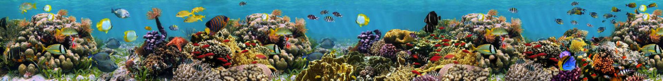 Скинали — Самый разнообразный подводный мир