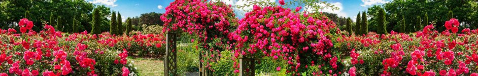 Скинали — Прекрасный сад