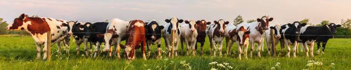 Скинали — Коровы в поле