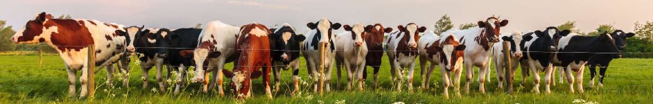 Скинали — Коровы в поле