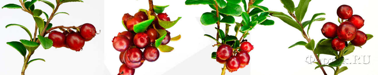 Скинали — Красные ягоды на ветвях