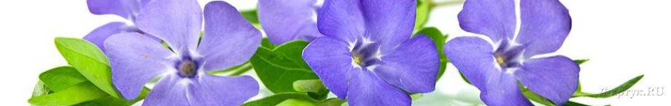 Скинали — Красивый синий цветок на белом