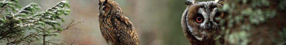 Скинали — Красивые совы