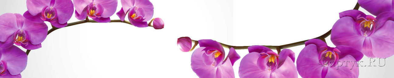 Скинали — Фиолетовые орхидеи. 