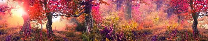Скинали — Живописный восход солнца в прекрасном лесу