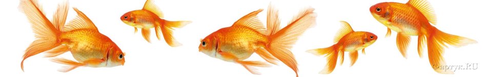 Скинали — Золотые рыбки на белом фоне