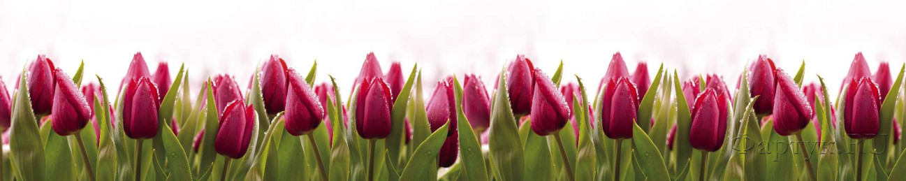 Скинали — Фиолетовые тюльпаны в траве