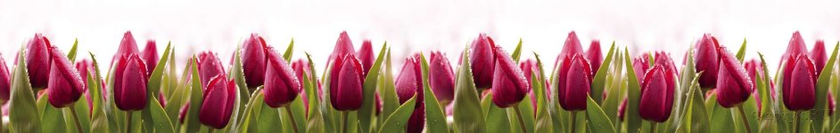 Скинали — Фиолетовые тюльпаны в траве