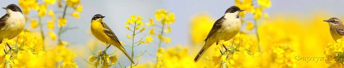 Скинали — Птицы на ослепительно-желтых полевых цветах 