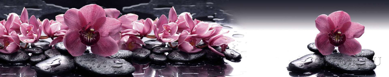 Скинали — Орхидеи на черных камнях