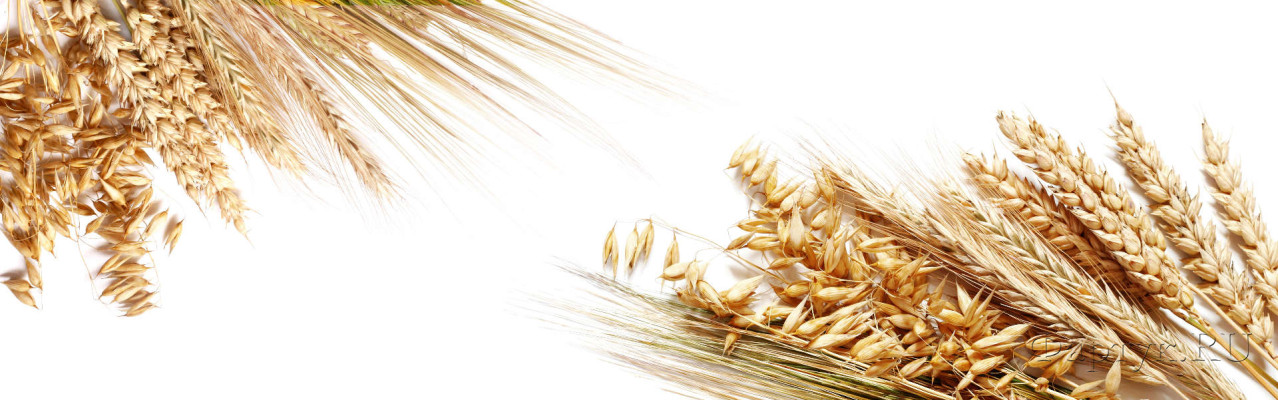 Скинали — Колосья пшеницы