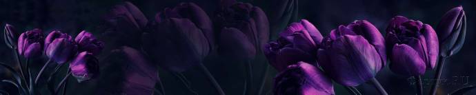 Скинали — Невероятные тюльпаны в темноте 