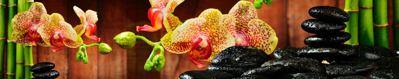 Скинали — Орхидеи и камни крупным планом