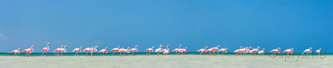 Скинали — Фламинго на берегу