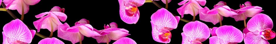 Скинали — Розовые орхидеи на черном фоне
