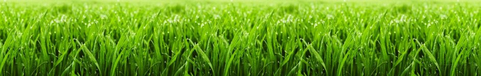 Скинали — Зеленая трава с каплями росы