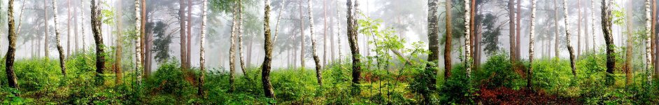 Скинали — Деревья в лесу