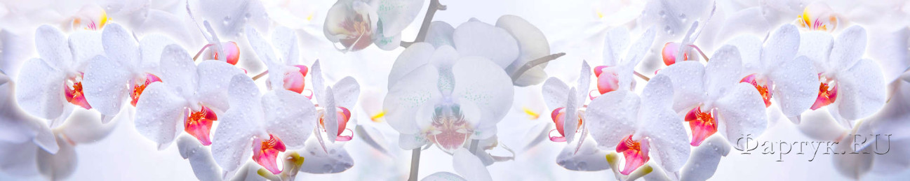 Скинали — Нежные орхидеи