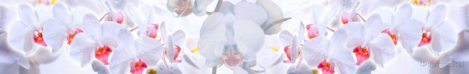 Скинали — Нежные орхидеи