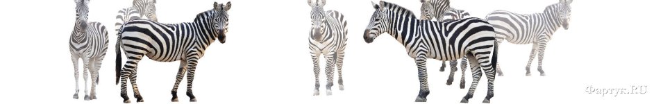 Скинали — Зебры на белом фоне