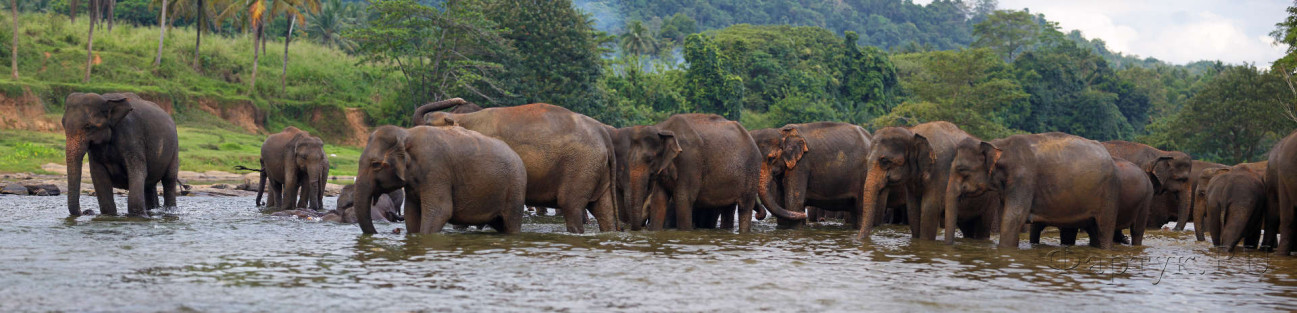 Скинали — Слоны на водопое