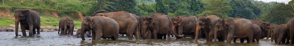 Скинали — Слоны на водопое