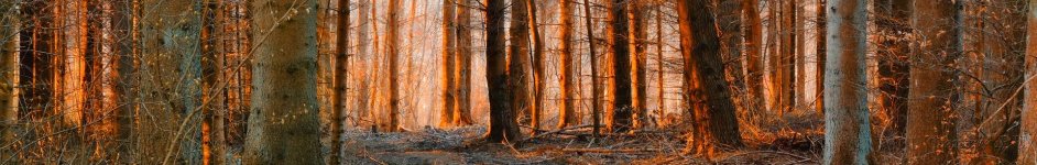 Скинали — Дремучий русский лес