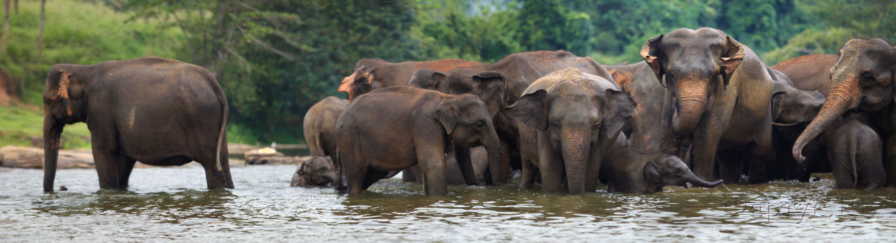 Скинали — Слоны в воде 