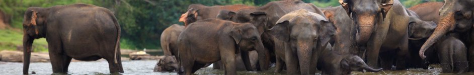 Скинали — Слоны в воде 