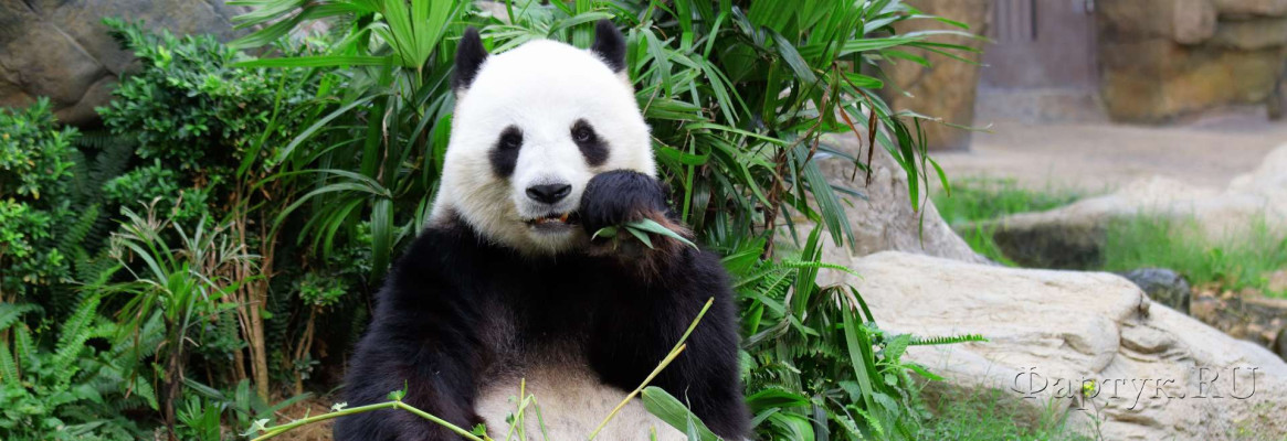 Скинали — Большая панда