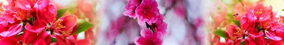 Скинали — Ветки с розовыми цветами
