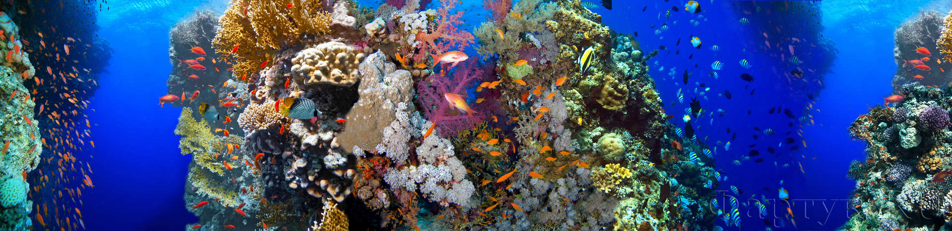 Подводный мир коралловые рифы и рыбки