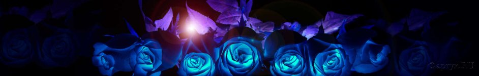 Скинали — Синие розы на черном фоне