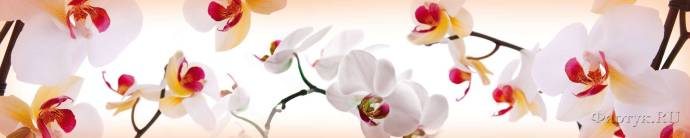 Скинали — Крупные ветки орхидеи