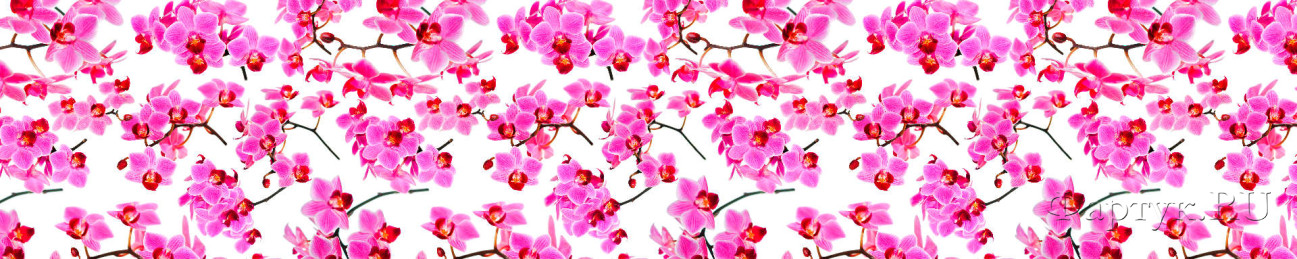 Скинали — Розовые орхтдеи