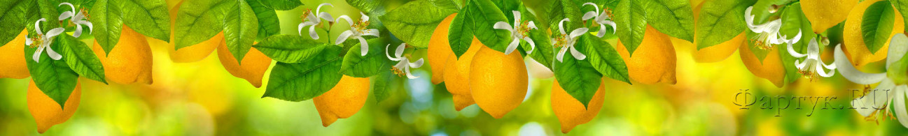 Скинали — Лимоны на дереве