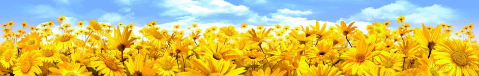 Скинали — Желтые цветы на фоне неба