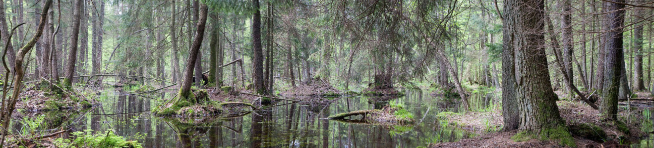 Скинали — Панорама болотистого леса