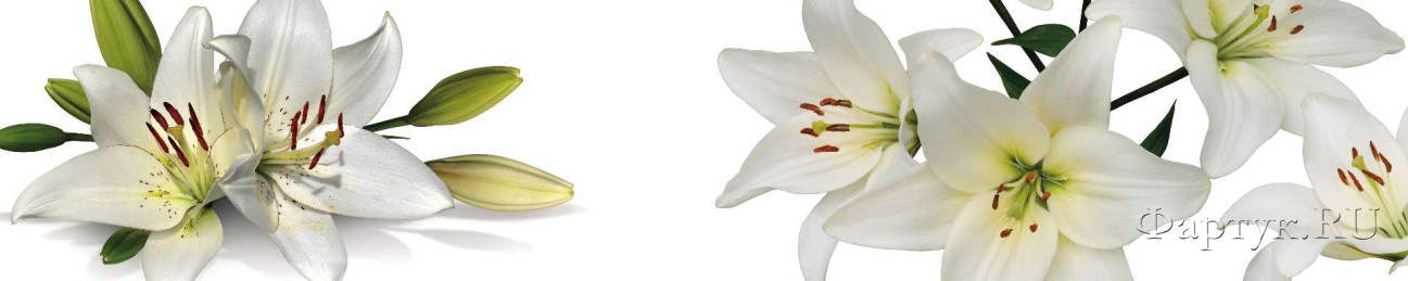 Скинали — Крупные белые лилии