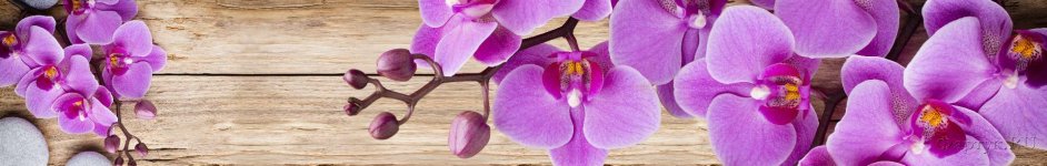 Скинали — Лиловая орхидея на фоне деревянных досок 