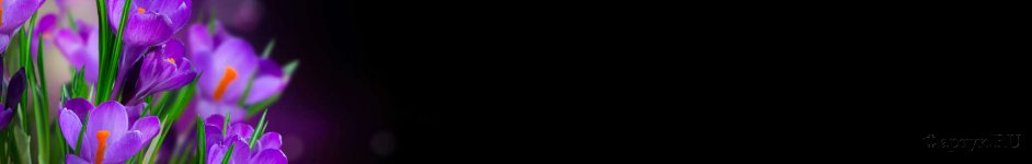 Скинали — Крокусы на чёрном фоне