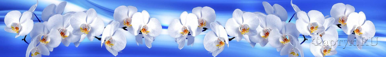 Скинали — Белые орхидеи на голубом абстрактном фоне 