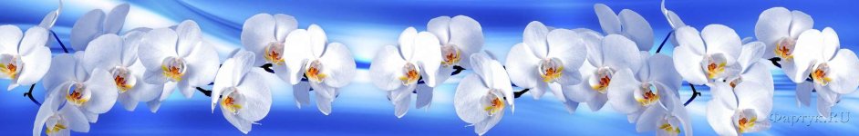 Скинали — Белые орхидеи на голубом абстрактном фоне 