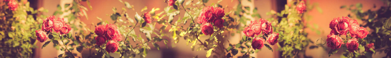 Скинали — Роскошная кустовая роза