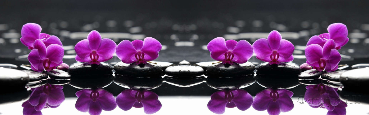 Скинали — Красивые фиолетовые цветки орхидеи, отражение в воде