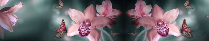 Скинали — Тропические орхидеи и бабочки