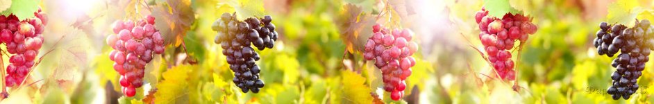 Скинали — Грозди винограда и лоза