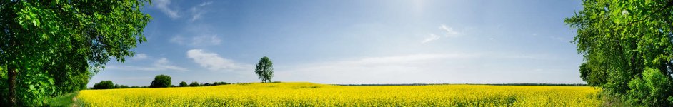 Скинали — Чистое небо и цветущее поле