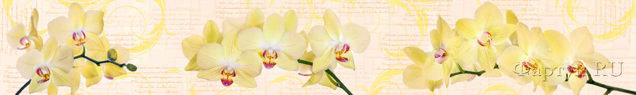 Скинали — Желтая орхидея и вензеля 